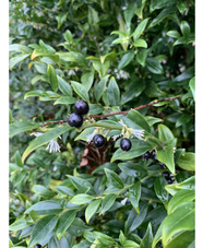 Sarcococca confusa