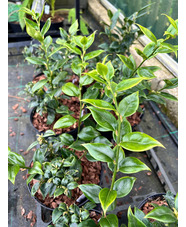 Sarcococca ruscifolia