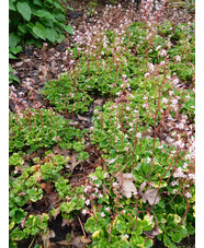 Saxifraga 'Aureopunctata'