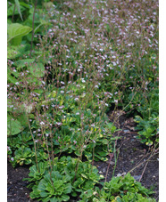 Saxifraga 'Aureopunctata'