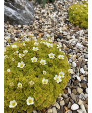 Saxifraga 'Cloth of Gold'
