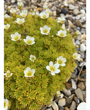 Saxifraga 'Cloth of Gold'