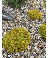 Saxifraga 'Cloth of Gold'