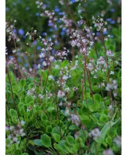 Saxifraga 'Dentata'