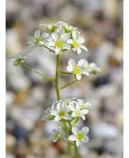Saxifraga Encrusted Form