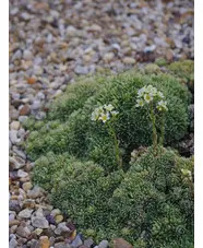 Saxifraga Encrusted Form