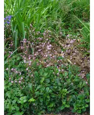Saxifraga (London Pride Group) 'Miss Chambers'