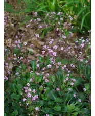 Saxifraga (London Pride Group) 'Miss Chambers'