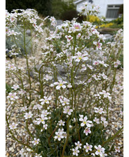 Saxifraga 'Monarch'