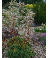 Saxifraga 'Monarch'