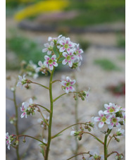 Saxifraga 'Monarch'