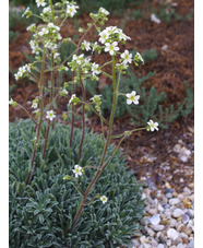Saxifraga 'Silver Maid' (× engleri)