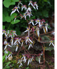 Saxifraga stolonifera