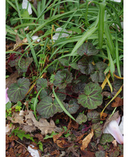 Saxifraga stolonifera