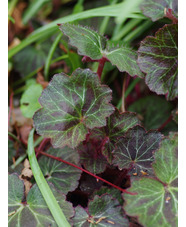 Saxifraga stolonifera