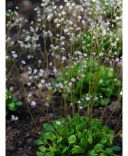 Saxifraga x geum