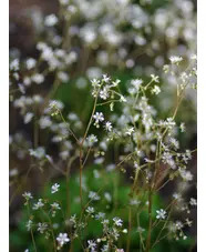 Saxifraga x geum