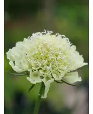 Scabiosa columbaria subsp. ochroleuca
