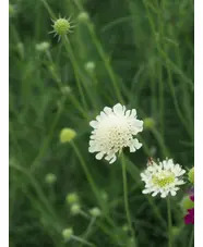 Scabiosa columbaria subsp. ochroleuca