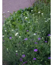 Scabiosa columbaria subsp. ochroleuca