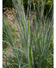 Schizachyrium scoparium