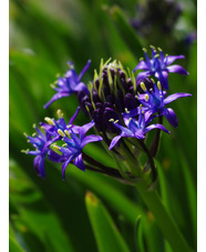 Scilla peruviana