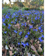 Scilla sardensis