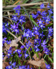 Scilla sardensis