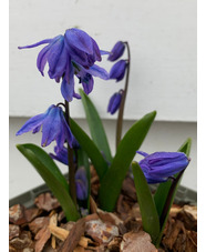 Scilla siberica 'Spring Beauty'