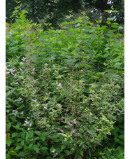 Scrophularia auriculata 'Variegata'