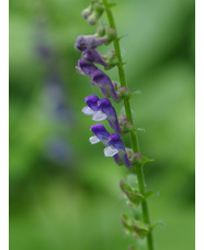 Scutellaria altissima