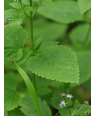 Scutellaria altissima