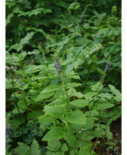 Scutellaria altissima