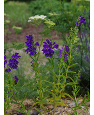 Scutellaria baicalensis