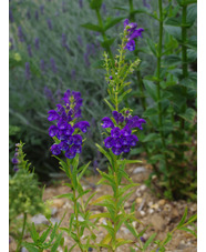Scutellaria baicalensis