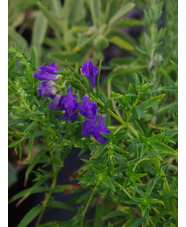 Scutellaria baicalensis
