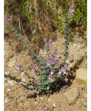 Scutellaria cypria