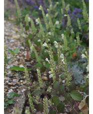 Scutellaria sieberi