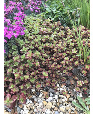 Sedum spurium 'Atropurpureum'