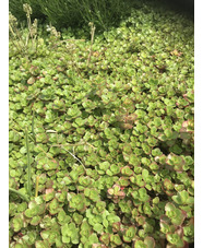 Sedum spurium 'Green Mantle'