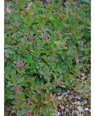 Sedum spurium 'Tricolor'