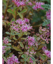 Sedum spurium 'Tricolor'