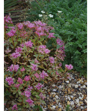 Sedum spurium 'Tricolor'