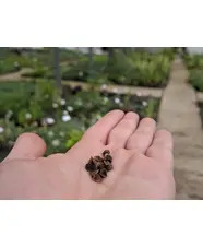 Seed Collecting with Emily Allard
