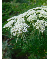 Ligusticopsis wallichiana