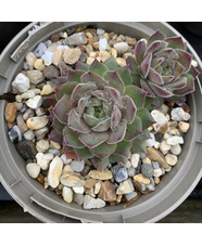Sempervivum 'Agnes' 