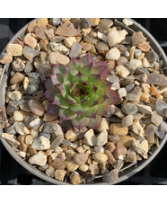 Sempervivum 'Anwernes'