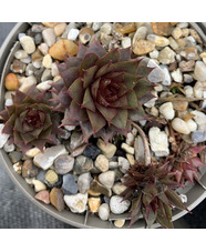 Sempervivum 'Blood Tip'