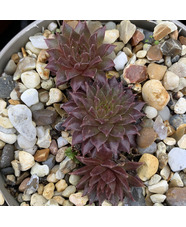 Sempervivum 'Bronze Pastel' 