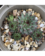 Sempervivum calcareum 'Sir William Lawrence'